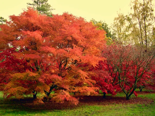 Όμορφο Φθινοπωρινό Χρώμα Φύλλων Σφενδάμου Ένα Πάρκο Στην Περιοχή Κότσσγουους — Φωτογραφία Αρχείου