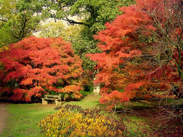 Hojas Caídas Otoño Rodean Banco Rústico Parque Los Cotswolds — Foto de Stock