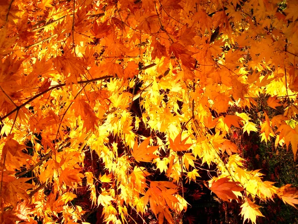 Piękny Jesienny Kolor Liści Klonu Parku Regionie Cotswolds Anglii — Zdjęcie stockowe