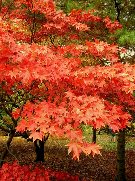 Bela Cor Outono Folhas Bordo Parque Região Cotswolds Inglaterra — Fotografia de Stock