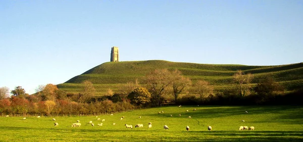 Owce Spokojnie Pasą Się Łące Cieniu Mistycznej Starożytnej Wieży Glastonbury — Zdjęcie stockowe