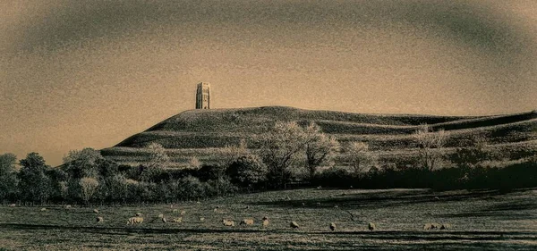 Koyun huzur içinde Glastonbury Tor Somerst İngiltere'de mistik eski kule gölgesinde bir çayırda otlatmak.