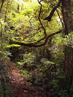 Gold Coast Hinterland, Queensland, Avustralya Mount Hobwee, yağmur ormanlarında bir iz üzerinde yemyeşil bitki örtüsü.