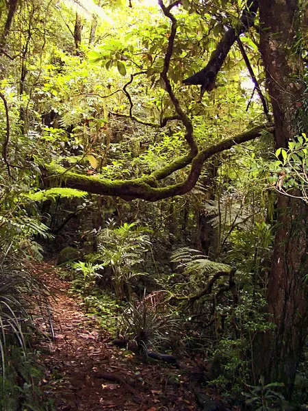 Gold Coast Hinterland, Queensland, Avustralya Mount Hobwee, yağmur ormanlarında bir iz üzerinde yemyeşil bitki örtüsü.