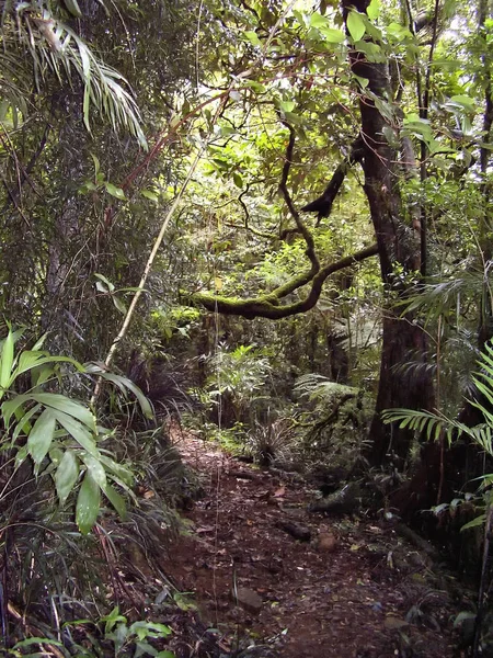 Exuberante Vegetación Sendero Selva Tropical Monte Hobwee Costa Dorada Hinterland —  Fotos de Stock