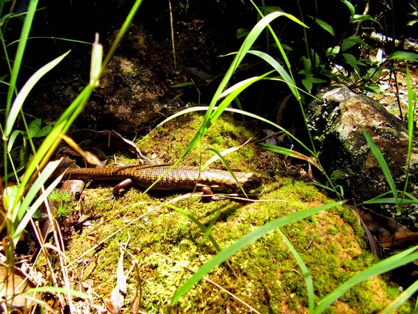 Sol Skink Banha Uma Rocha Musgosa Luz Solar Morna Lado — Fotografia de Stock