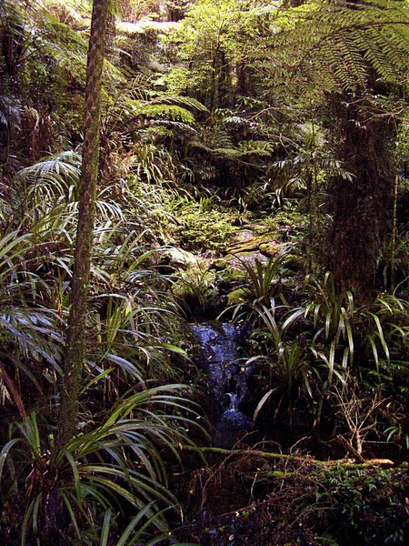 ゴールド コーストの内陸部 クイーンズランド州 オーストラリアのマウント Hobwee で熱帯雨林の道で緑豊かな植生 — ストック写真