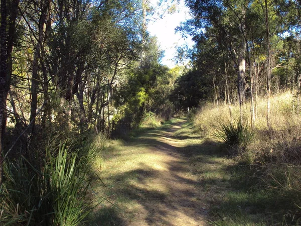 Uma Área Mata Natural Cidade Rural Crows Nest Queensland Austrália — Fotografia de Stock