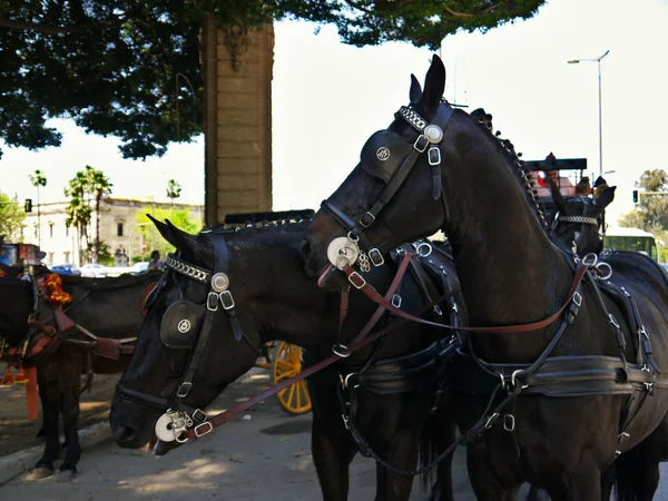 Closeup of the heads of two horses drawing a carriage at the time of the Spring fair in Seville Spain