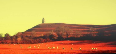 İnfra kırmızı Filtresi sürüm Glastonbury Tor altında otlatma koyun