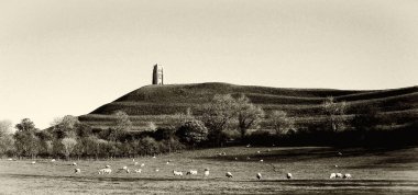 Koyun huzur içinde Glastonbury Tor Somerst İngiltere'de mistik eski kule gölgesinde bir çayırda otlatmak.