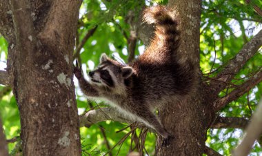 Genç rakun ağaca tırmanma