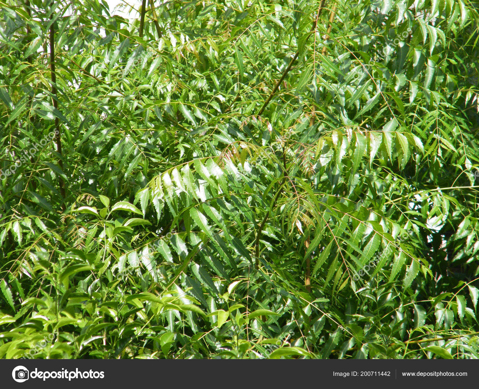 Neem Tree Green Leaves Azadirachta Indica Stock Photo C Spkw