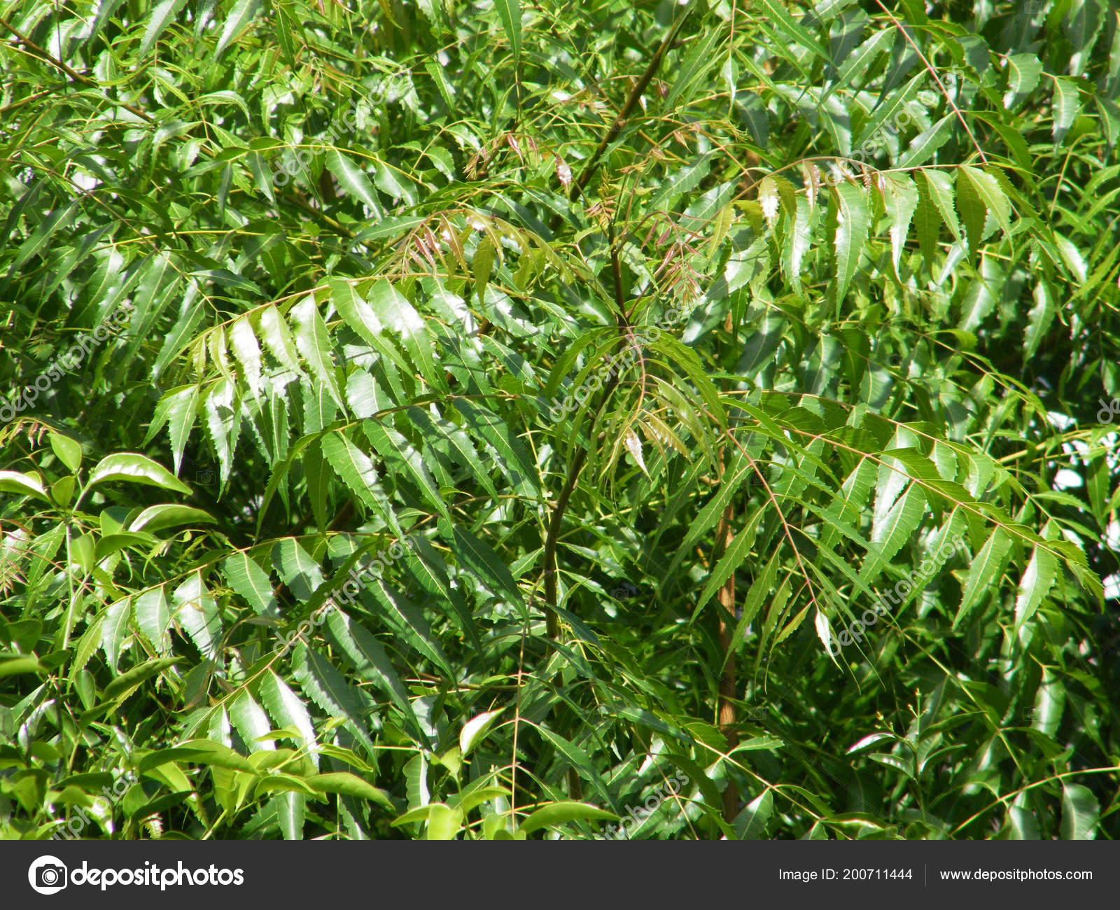 Neem Tree Green Leaves Azadirachta Indica Stock Photo C Spkw