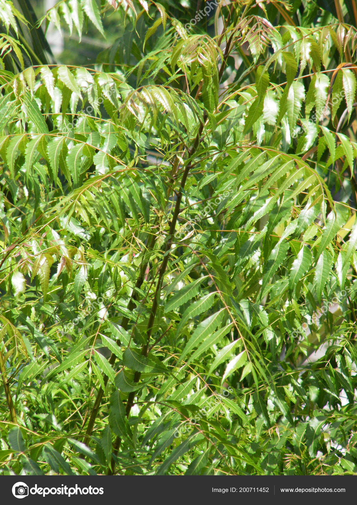 Neem Tree Green Leaves Azadirachta Indica Stock Photo C Spkw