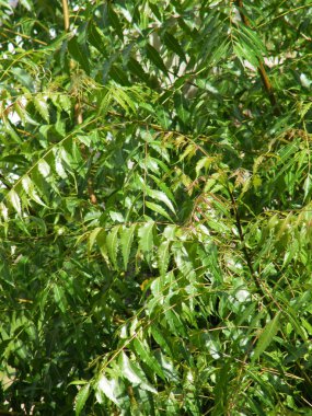 Yeşil yaprakları ile Neem ağacı. Azadirachta indica