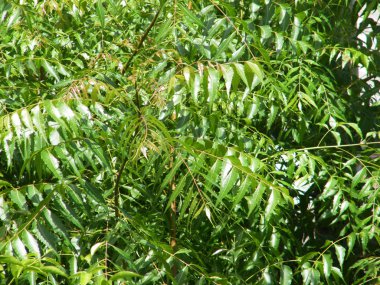 Yeşil yaprakları ile Neem ağacı. Azadirachta indica