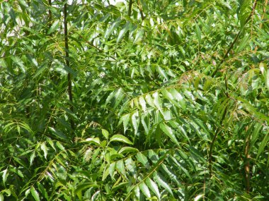 Yeşil yaprakları ile Neem ağacı. Azadirachta indica