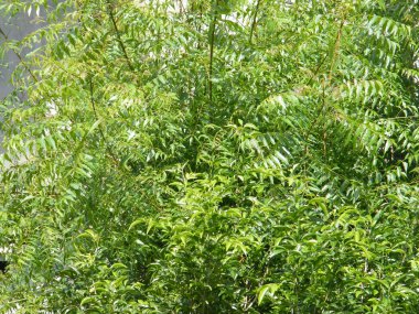 Yeşil yaprakları ile Neem ağacı. Azadirachta indica