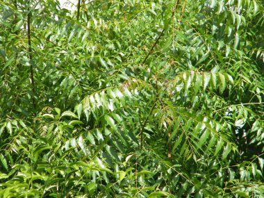 Yeşil yaprakları ile Neem ağacı. Azadirachta indica
