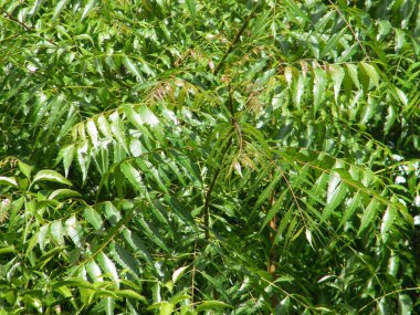 Yeşil yaprakları ile Neem ağacı. Azadirachta indica