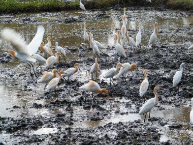Sığır balıkçıl alanları