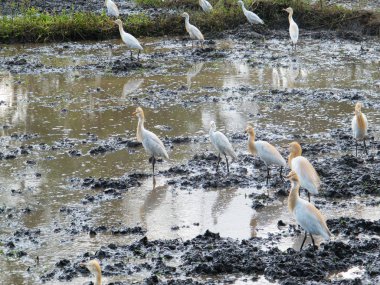 Sığır balıkçıl alanları