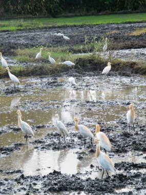 Sığır balıkçıl alanları