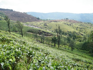 Yeşil çay plantasyon içinde Asya. 