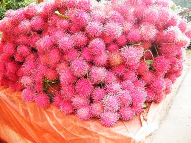 Rambutan, Sapindaceae familyasından orta büyüklükte bir tropikal ağaçtır. Bu isim aynı zamanda bu ağacın ürettiği yenilebilir meyveleri de ifade eder. Rambutan, Endonezya-Malezya bölgesine özgüdür.
