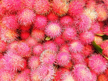 Rambutan, Sapindaceae familyasından orta büyüklükte bir tropikal ağaçtır. Bu isim aynı zamanda bu ağacın ürettiği yenilebilir meyveleri de ifade eder. Rambutan, Endonezya-Malezya bölgesine özgüdür.