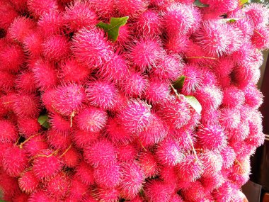 Rambutan, Sapindaceae familyasından orta büyüklükte bir tropikal ağaçtır. Bu isim aynı zamanda bu ağacın ürettiği yenilebilir meyveleri de ifade eder. Rambutan, Endonezya-Malezya bölgesine özgüdür.