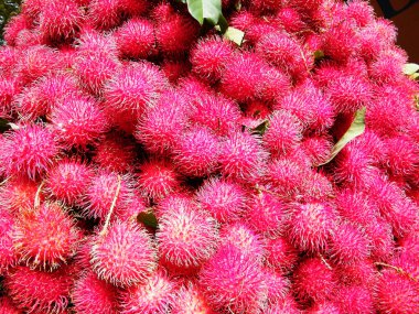 Rambutan, Sapindaceae familyasından orta büyüklükte bir tropikal ağaçtır. Bu isim aynı zamanda bu ağacın ürettiği yenilebilir meyveleri de ifade eder. Rambutan, Endonezya-Malezya bölgesine özgüdür.