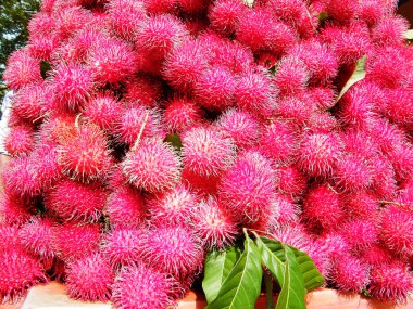 Rambutan, Sapindaceae familyasından orta büyüklükte bir tropikal ağaçtır. Bu isim aynı zamanda bu ağacın ürettiği yenilebilir meyveleri de ifade eder. Rambutan, Endonezya-Malezya bölgesine özgüdür.