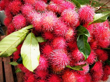 Rambutan, Sapindaceae familyasından orta büyüklükte bir tropikal ağaçtır. Bu isim aynı zamanda bu ağacın ürettiği yenilebilir meyveleri de ifade eder. Rambutan, Endonezya-Malezya bölgesine özgüdür.