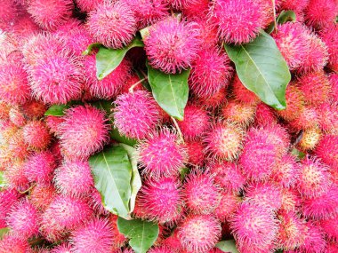 Rambutan, Sapindaceae familyasından orta büyüklükte bir tropikal ağaçtır. Bu isim aynı zamanda bu ağacın ürettiği yenilebilir meyveleri de ifade eder. Rambutan, Endonezya-Malezya bölgesine özgüdür.