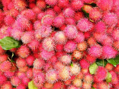 Rambutan, Sapindaceae familyasından orta büyüklükte bir tropikal ağaçtır. Bu isim aynı zamanda bu ağacın ürettiği yenilebilir meyveleri de ifade eder. Rambutan, Endonezya-Malezya bölgesine özgüdür.