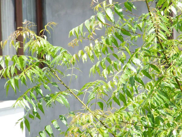 Yeşil yaprakları ile Neem ağacı. Azadirachta indica