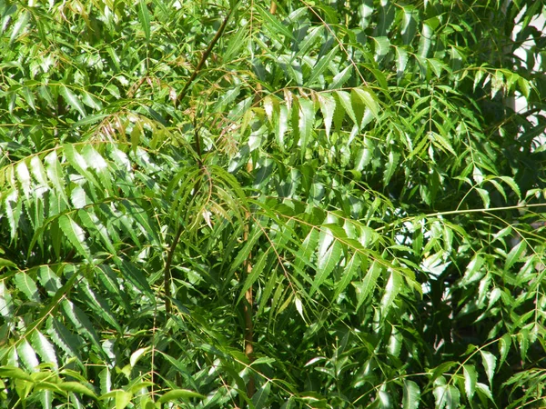 Yeşil yaprakları ile Neem ağacı. Azadirachta indica