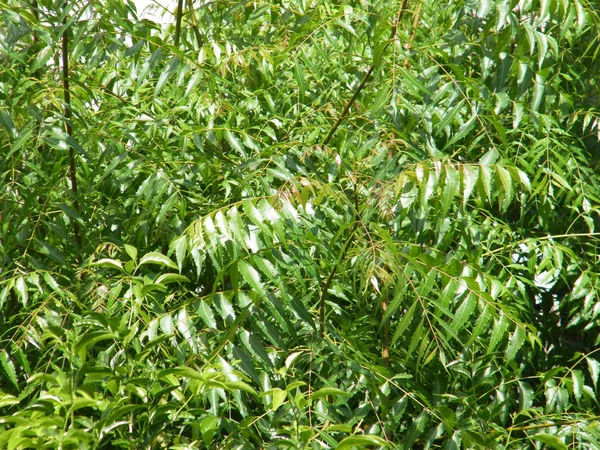 Yeşil yaprakları ile Neem ağacı. Azadirachta indica