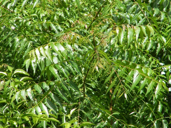 Neem Δέντρο Πράσινα Φύλλα Azadirachta Indica — Φωτογραφία Αρχείου