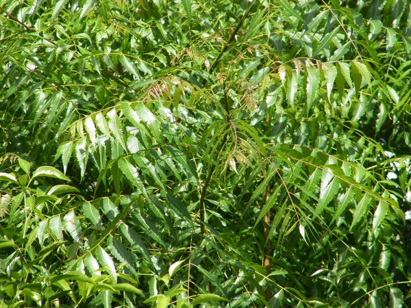 Árbol Neem Con Hojas Verdes Azadirachta Indica —  Fotos de Stock