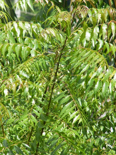 Yeşil yaprakları ile Neem ağacı. Azadirachta indica
