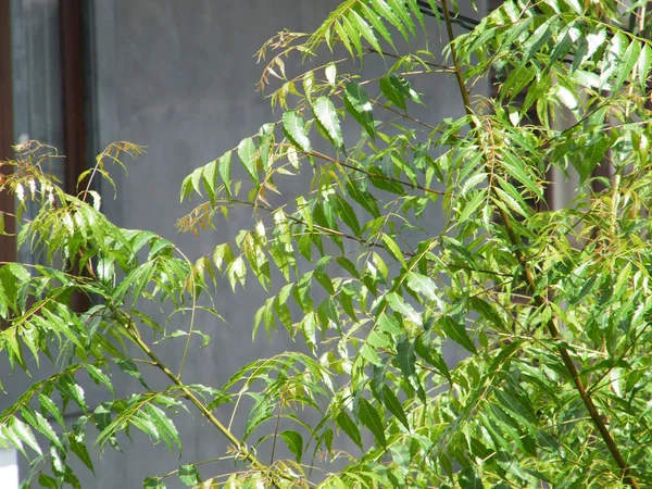 Yeşil yaprakları ile Neem ağacı. Azadirachta indica