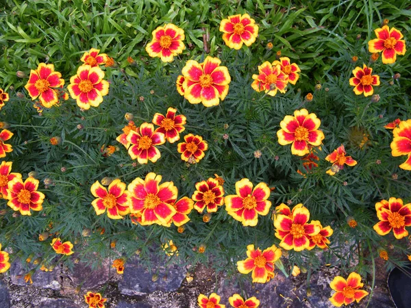 Beautiful Marigold Flowers Garden Herbaceous Plants Sunflower Family — Stock Photo, Image