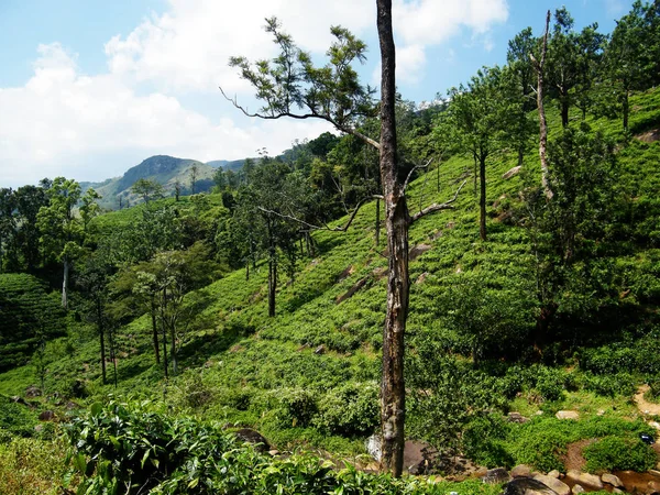 Zelený Čaj Plantáž Asii Patana Lokalita Nachází Jižní Srí Lanka — Stock fotografie