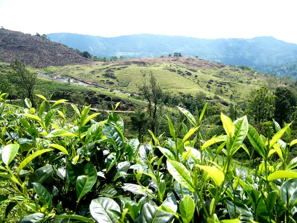 Zielona Herbata Plantation Azji Patana Miejscowość Znajduje Się Południowej Sri — Zdjęcie stockowe