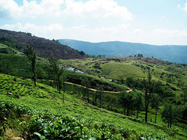 Piantagione Verde Asia Patana Una Località Trova Nel Sud Dello — Foto Stock