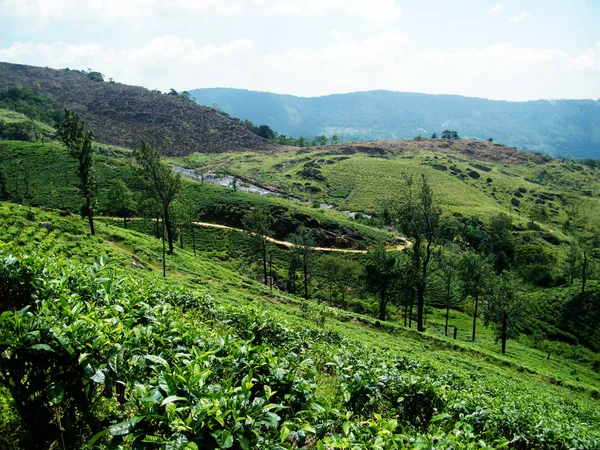Yeşil Çay Plantasyon Içinde Asya Patana Bir Haline Geldi Yer - Stok İmaj