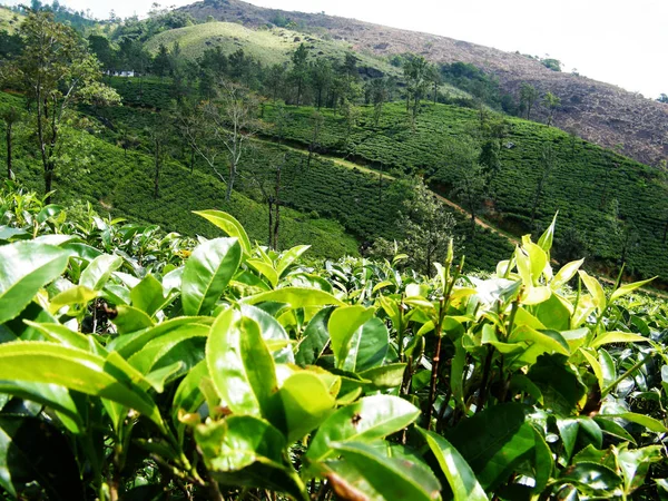 Green Tea Plantation Asia Patana Locality Located Southern Sri Lanka Stock Image